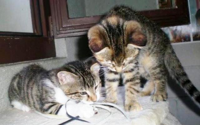 timo u. lilli